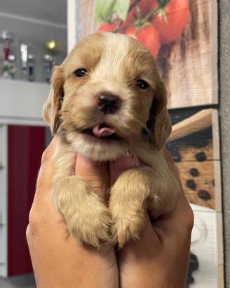 Cuccioli di cocker spaniel con Pedigree Enci