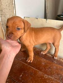 Cuccioli di pitbull ukc
