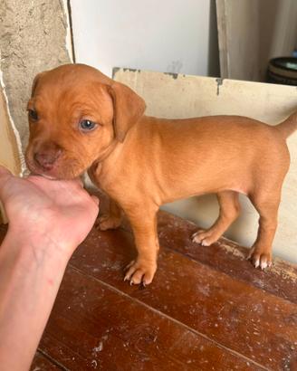 Cuccioli di pitbull ukc
