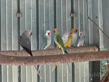 Parrocchetto dal collare Cleartail Clertail
