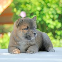 Cucciola femmina di Barboncino
