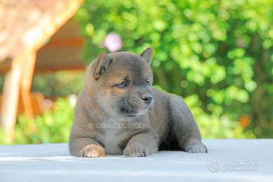 Cucciola femmina di Barboncino