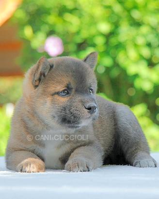 Cucciola femmina di Barboncino