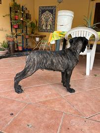 Cucciolo cane corso