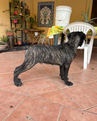 Cucciolo cane corso