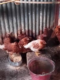 Galline pollastrelle