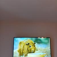 tv tcl 50 pollici 