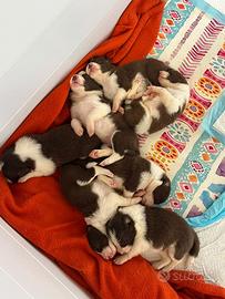 Border collie