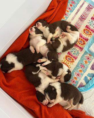 Border collie
