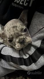 Bulldog francese