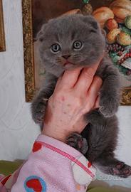 Scottish fold è straight
