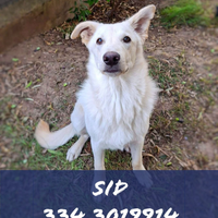 Sid cucciolo taglia media