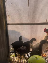 Marans nero ramato