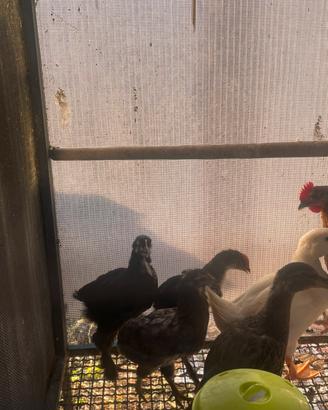 Marans nero ramato
