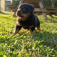 Cuccioli di Rottweiler