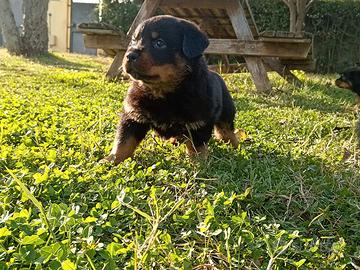 Cuccioli di Rottweiler