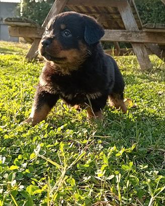 Cuccioli di Rottweiler