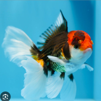 C. E. R. C. O oranda