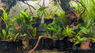 Piante acquario Cryptocoryne 