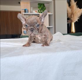 Bulldog francese