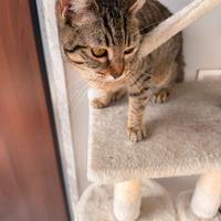 Gattina