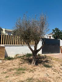 Albero di ulivo