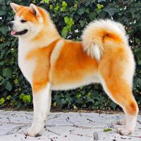 Cucciola di Akita inu