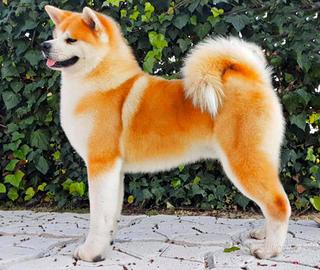 Cucciola di Akita inu