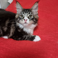 Maine coon con pedigree