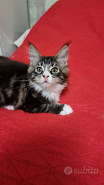 Maine coon con pedigree