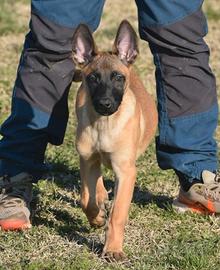 Pastore belga Malinois