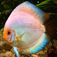 Discus Jumbo XXL