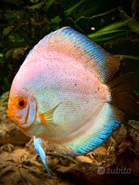 Discus Jumbo XXL