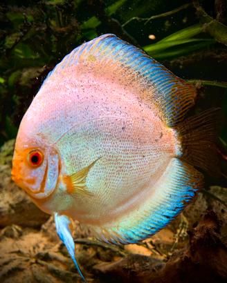 Discus Jumbo XXL