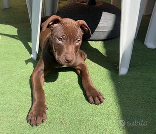 American pitbull con pedigree