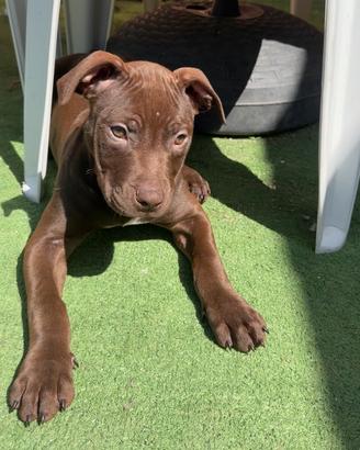 American pitbull con pedigree