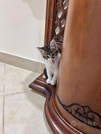 Punto gattino 2 mesi