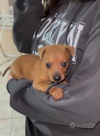 Cucciolo pincher
