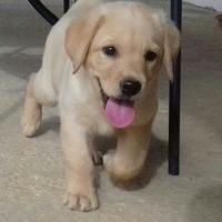 Cuccioli di Labrador