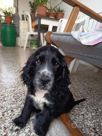 Cocker spaniel cuccioli