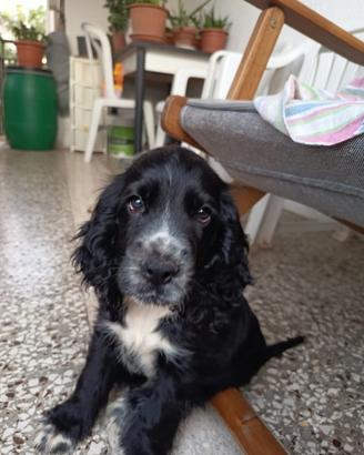 Cocker spaniel cuccioli