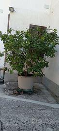 Limone adulto