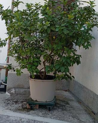 Limone adulto