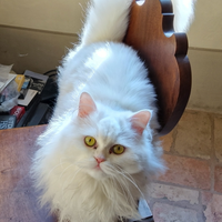 Gatto Maschio per accoppiamento