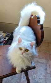 Gatto Maschio per accoppiamento