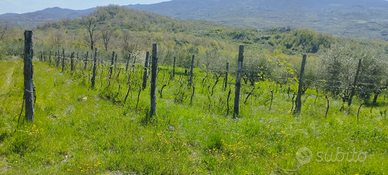 Uliveto più vigneto