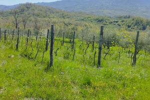 Uliveto più vigneto