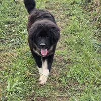 Cucciolo Pastore del Caucaso