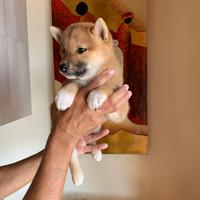 Cucciola rossa Shiba inu con pedigree