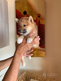 Cucciola rossa Shiba inu con pedigree